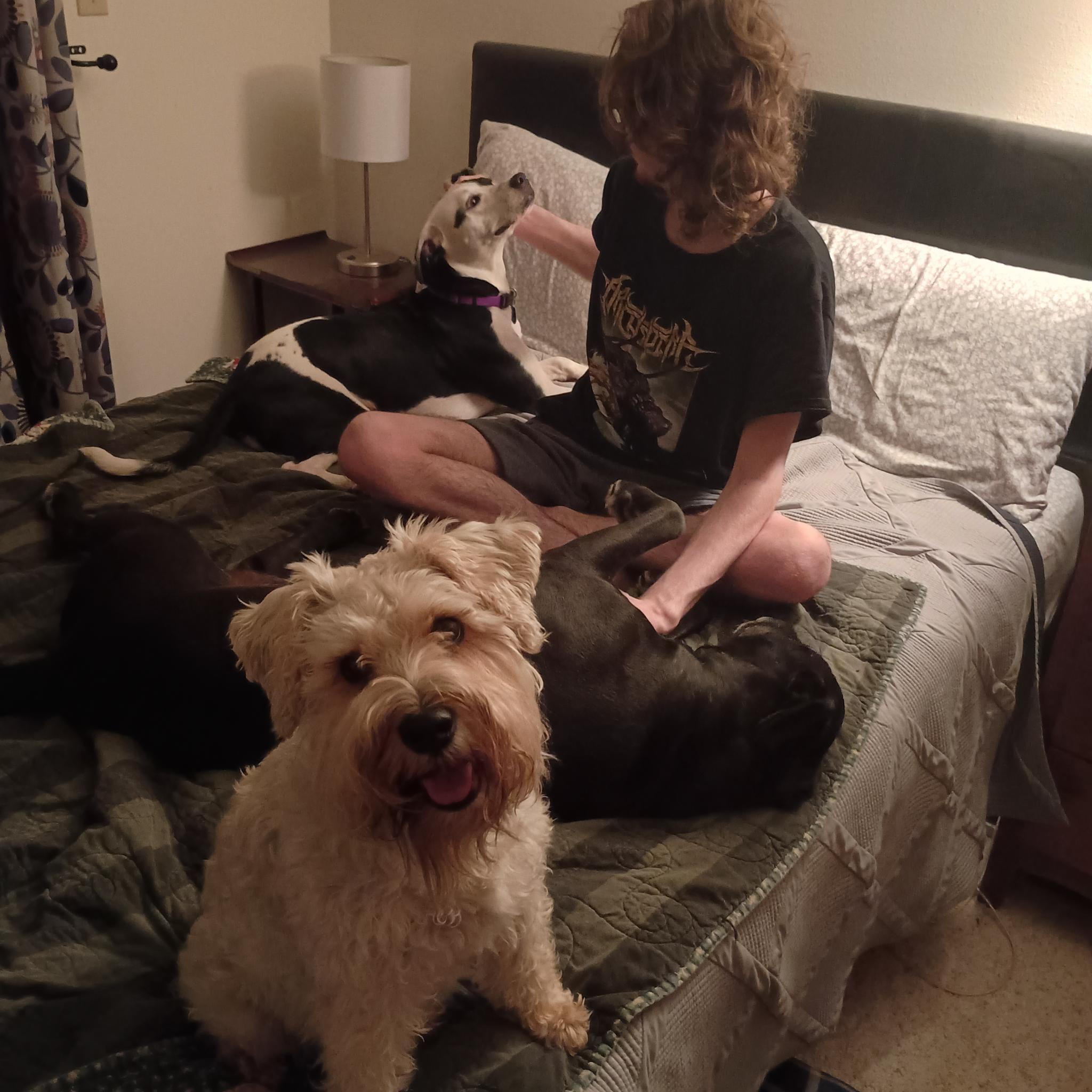 three dogs, one human