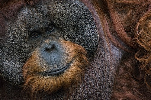An adult male Bornean orangutan