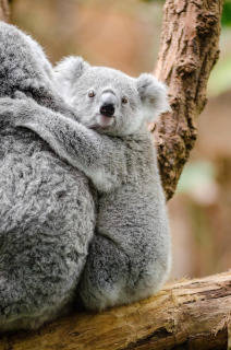 baby koala bear