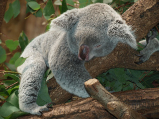 koala bear sleeping on a branch