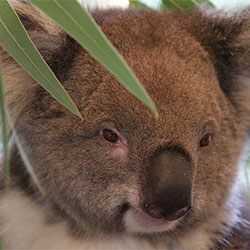 Ella the Koala