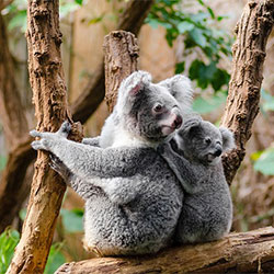 Ella the Koala